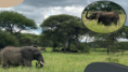 /album/hredelaci-na-safari-v-africe/snimek-obrazovky-117-png/